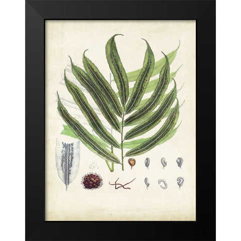 Collected Ferns III Black Modern Wood Framed Art Print by Unknown