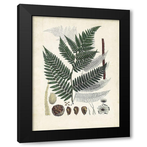 Collected Ferns IV Black Modern Wood Framed Art Print by Unknown