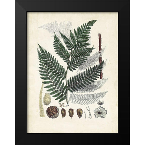Collected Ferns IV Black Modern Wood Framed Art Print by Unknown