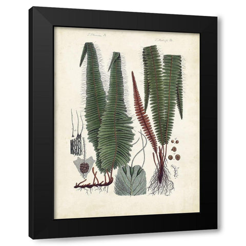 Collected Ferns V Black Modern Wood Framed Art Print with Double Matting by Unknown