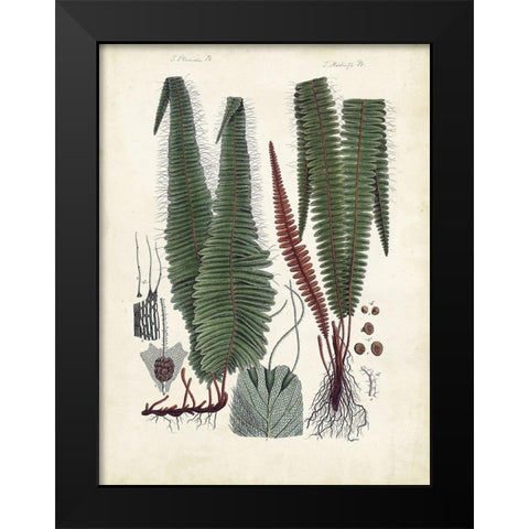 Collected Ferns V Black Modern Wood Framed Art Print by Unknown