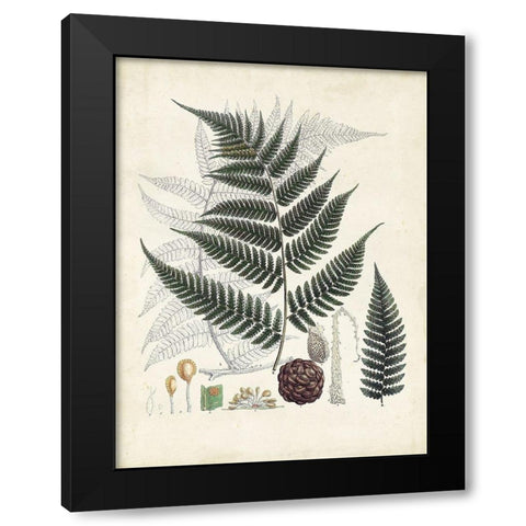 Collected Ferns VI Black Modern Wood Framed Art Print by Unknown