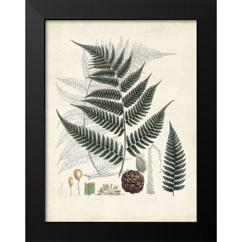 Collected Ferns VI Black Modern Wood Framed Art Print by Unknown