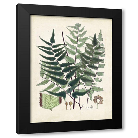 Collected Ferns VII Black Modern Wood Framed Art Print by Unknown
