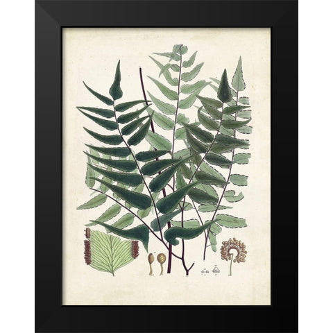 Collected Ferns VII Black Modern Wood Framed Art Print by Unknown
