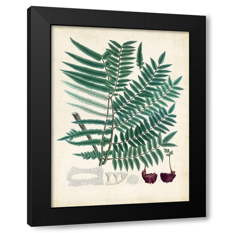 Collected Ferns VIII Black Modern Wood Framed Art Print with Double Matting by Unknown