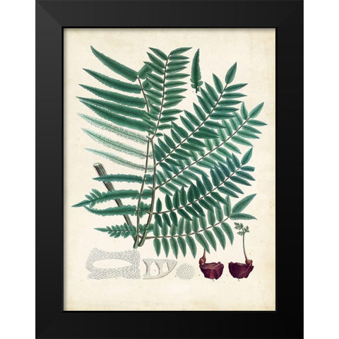Collected Ferns VIII Black Modern Wood Framed Art Print by Unknown