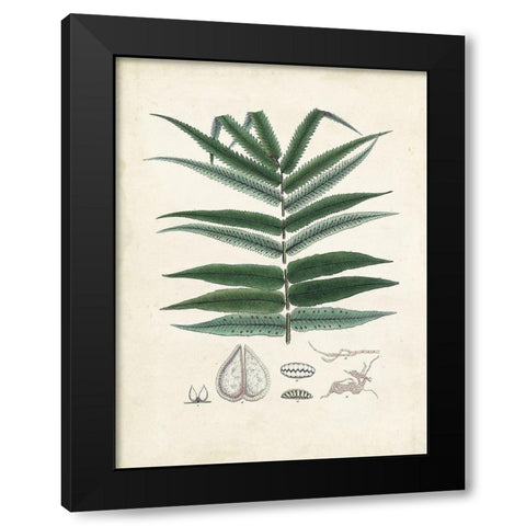 Collected Ferns IX Black Modern Wood Framed Art Print with Double Matting by Unknown