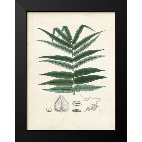 Collected Ferns IX Black Modern Wood Framed Art Print by Unknown