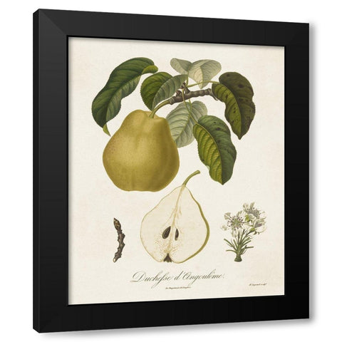 Vintage Pears I Black Modern Wood Framed Art Print with Double Matting by de Langlois