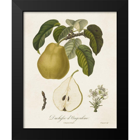 Vintage Pears I Black Modern Wood Framed Art Print by de Langlois