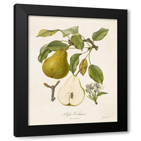 Vintage Pears II Black Modern Wood Framed Art Print by de Langlois