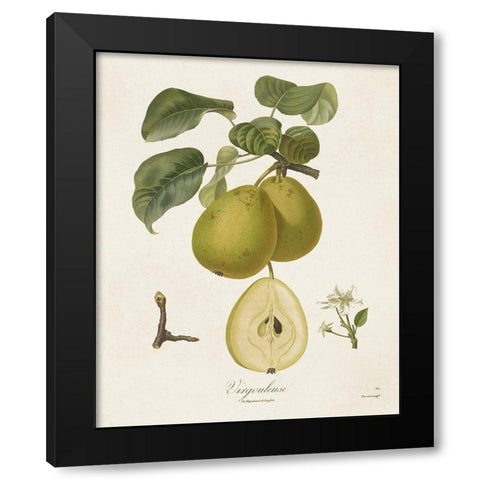 Vintage Pears III Black Modern Wood Framed Art Print by de Langlois