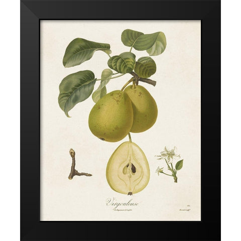 Vintage Pears III Black Modern Wood Framed Art Print by de Langlois
