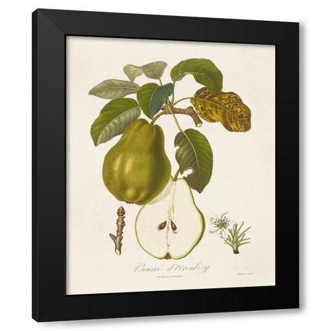 Vintage Pears IV Black Modern Wood Framed Art Print with Double Matting by de Langlois