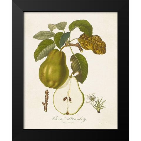 Vintage Pears IV Black Modern Wood Framed Art Print by de Langlois