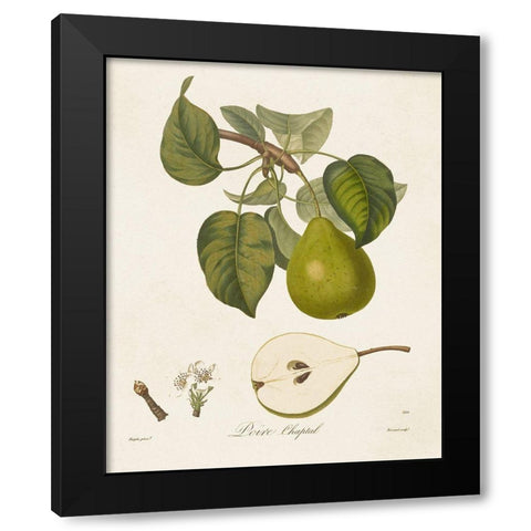 Vintage Pears VI Black Modern Wood Framed Art Print by de Langlois