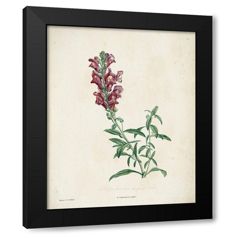 Traditional Botanical I Black Modern Wood Framed Art Print with Double Matting by de Langlois