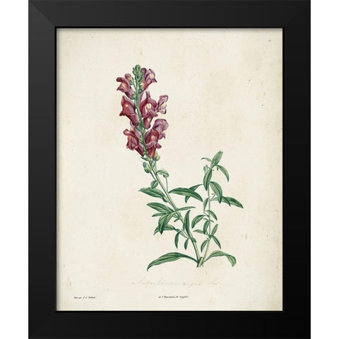 Traditional Botanical I Black Modern Wood Framed Art Print by de Langlois
