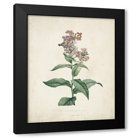 Traditional Botanical II Black Modern Wood Framed Art Print by de Langlois