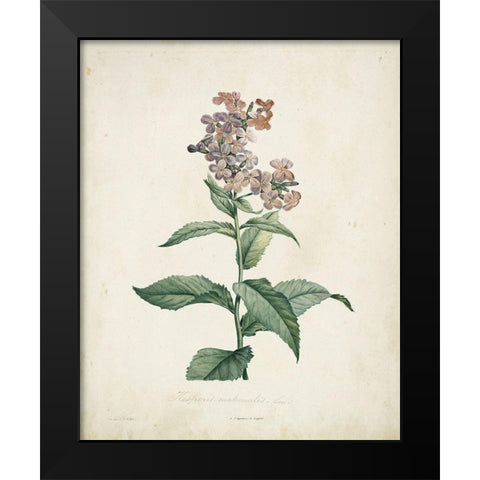 Traditional Botanical II Black Modern Wood Framed Art Print by de Langlois