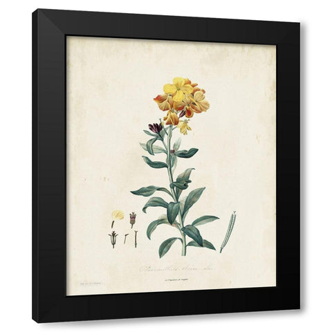 Traditional Botanical III Black Modern Wood Framed Art Print with Double Matting by de Langlois