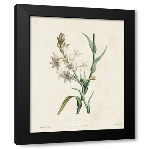 Traditional Botanical IV Black Modern Wood Framed Art Print by de Langlois