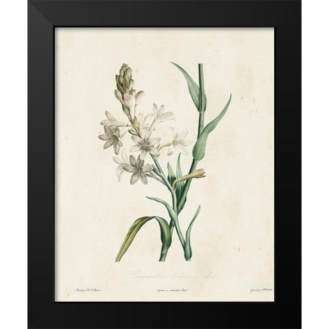 Traditional Botanical IV Black Modern Wood Framed Art Print by de Langlois