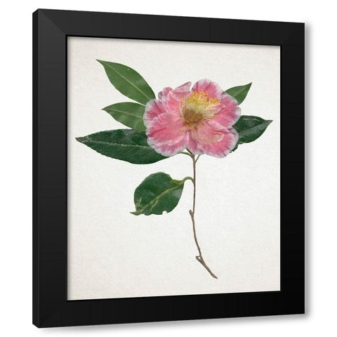 Pressed Camellia I Black Modern Wood Framed Art Print by Warren, Annie