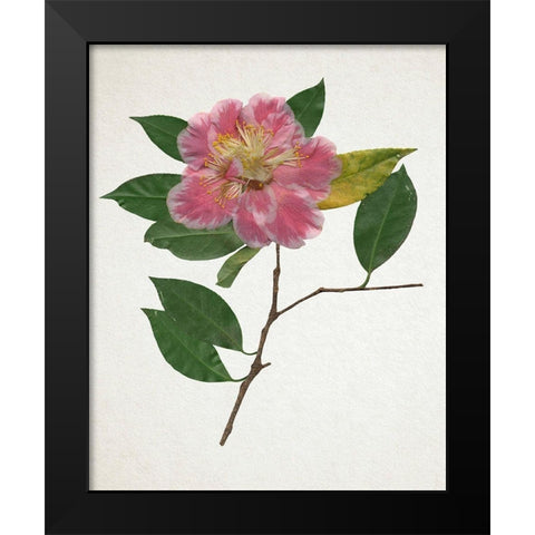 Pressed Camellia II Black Modern Wood Framed Art Print by Warren, Annie