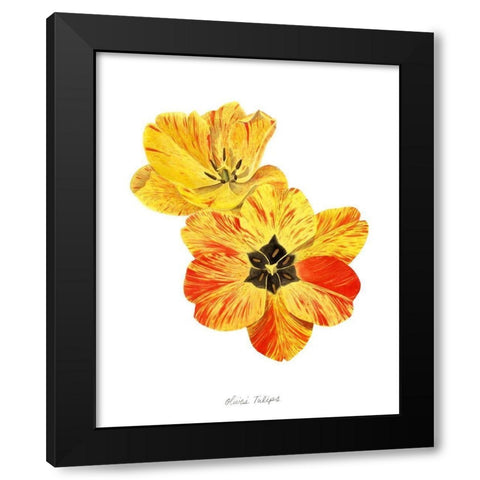 Olives Tulips I Black Modern Wood Framed Art Print with Double Matting by Popp, Grace