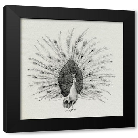 Ebony Plumed Peacock I Black Modern Wood Framed Art Print with Double Matting by Popp, Grace