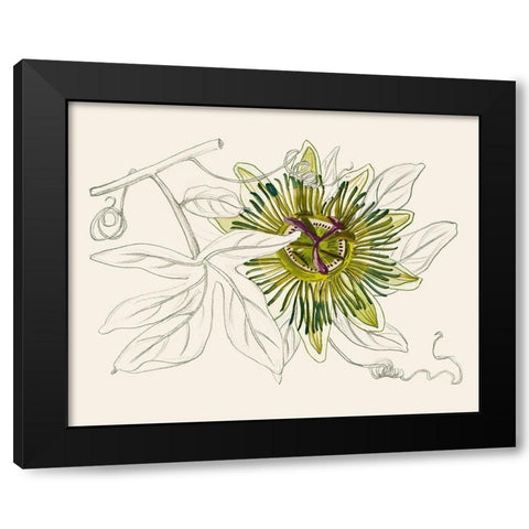 Passionflower IV Black Modern Wood Framed Art Print with Double Matting by Wang, Melissa