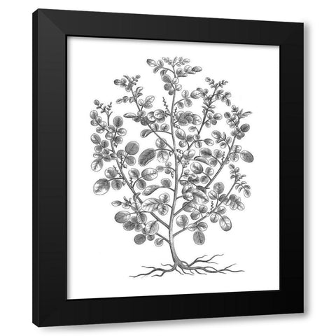 BAndW Plant Specimen I Black Modern Wood Framed Art Print by Unknown