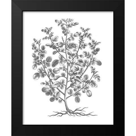 BAndW Plant Specimen I Black Modern Wood Framed Art Print by Unknown