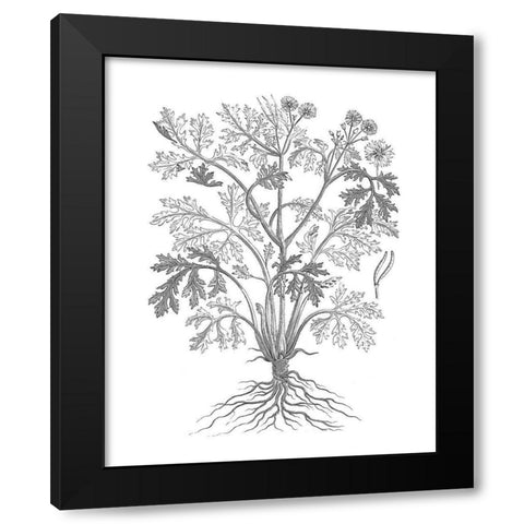 BAndW Plant Specimen II Black Modern Wood Framed Art Print with Double Matting by Unknown