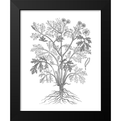 BAndW Plant Specimen II Black Modern Wood Framed Art Print by Unknown
