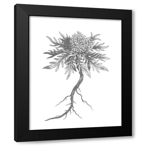 BAndW Plant Specimen III Black Modern Wood Framed Art Print by Unknown