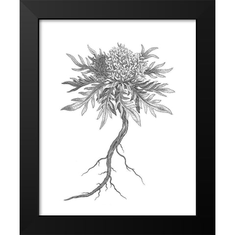 BAndW Plant Specimen III Black Modern Wood Framed Art Print by Unknown