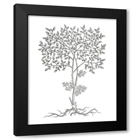 BAndW Plant Specimen IV Black Modern Wood Framed Art Print by Unknown