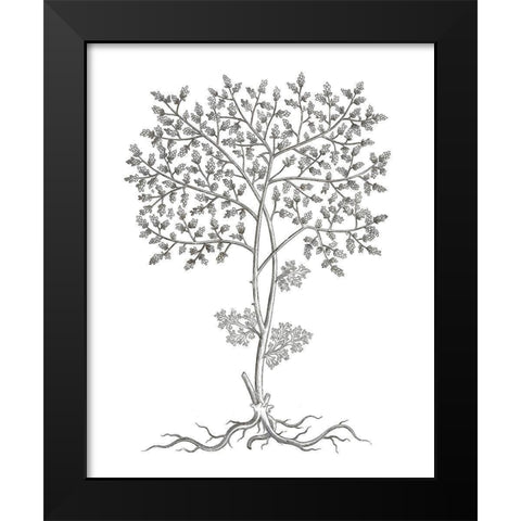 BAndW Plant Specimen IV Black Modern Wood Framed Art Print by Unknown
