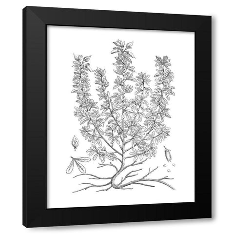 BAndW Plant Specimen V Black Modern Wood Framed Art Print with Double Matting by Unknown