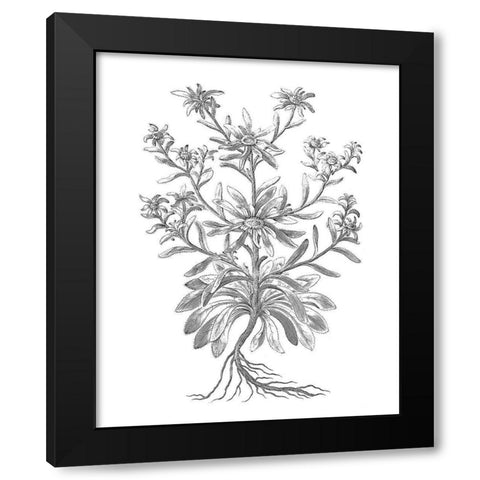 BAndW Plant Specimen VI Black Modern Wood Framed Art Print by Unknown