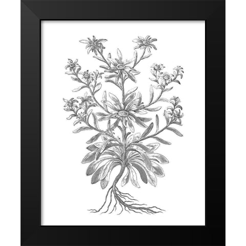 BAndW Plant Specimen VI Black Modern Wood Framed Art Print by Unknown
