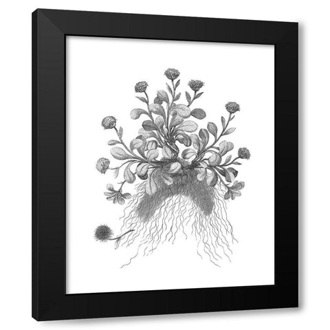BAndW Plant Specimen VII Black Modern Wood Framed Art Print by Unknown