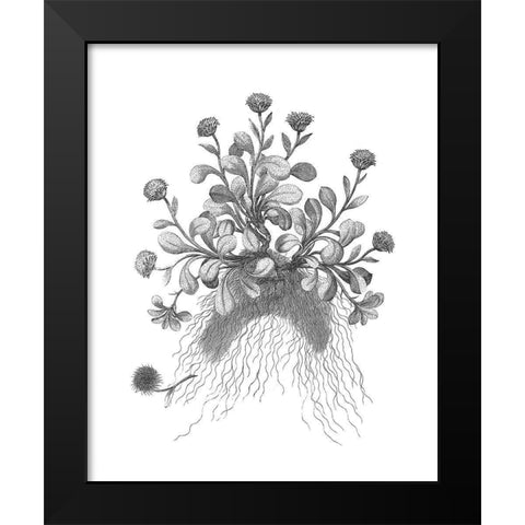 BAndW Plant Specimen VII Black Modern Wood Framed Art Print by Unknown