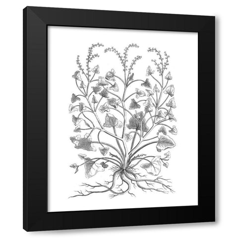 BAndW Plant Specimen VIII Black Modern Wood Framed Art Print by Unknown