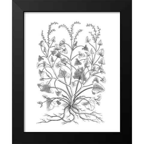 BAndW Plant Specimen VIII Black Modern Wood Framed Art Print by Unknown