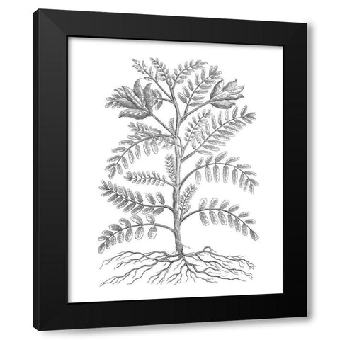 BAndW Plant Specimen IX Black Modern Wood Framed Art Print by Unknown