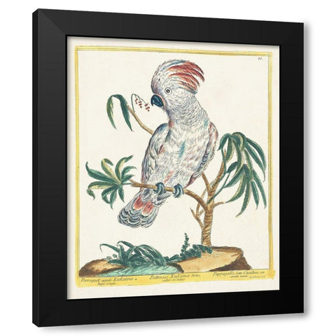 Pastel Birds II Black Modern Wood Framed Art Print with Double Matting by Unknown